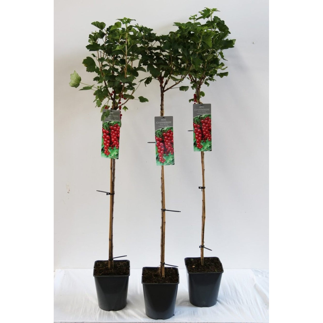 Röda vinbär – Ribes rubrum 'Jonkheer van Tets' - 90 CM Stem C5